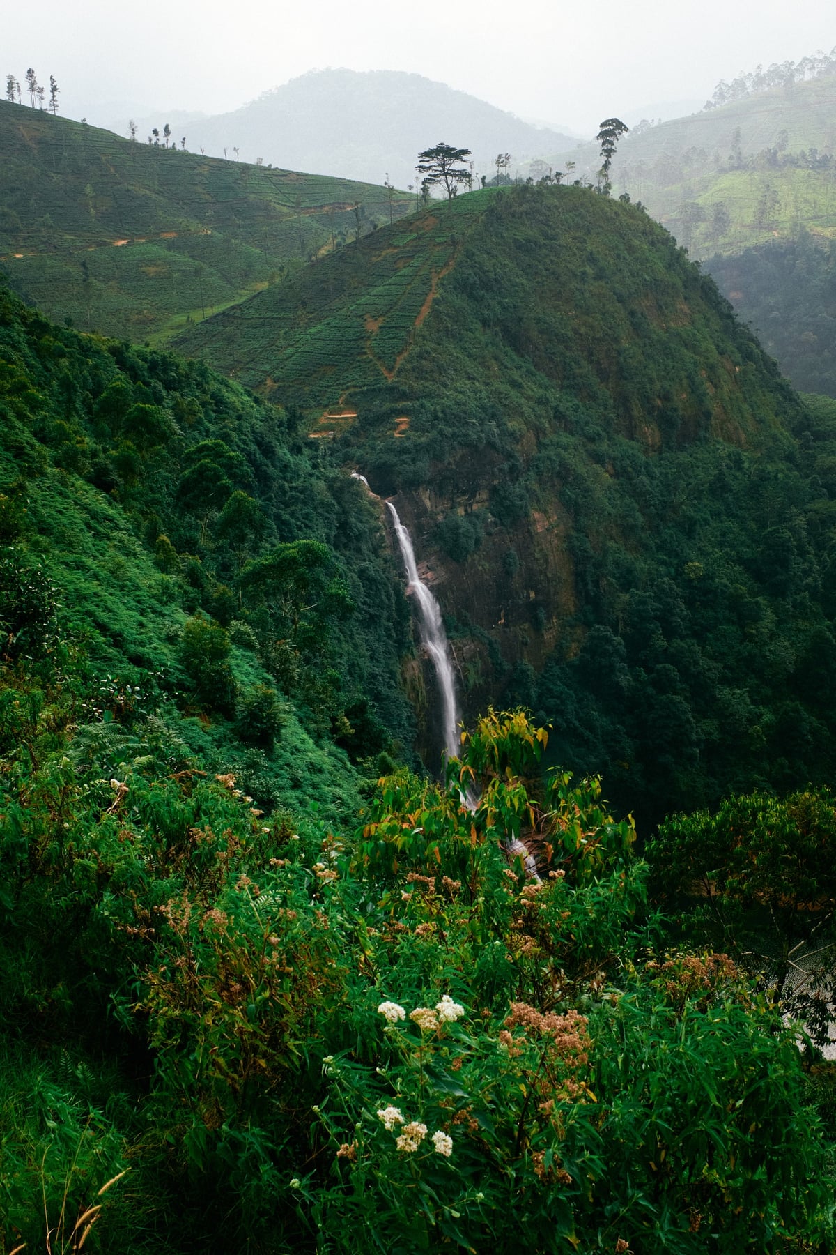 The Cost of Tea — Sri Lanka — frame